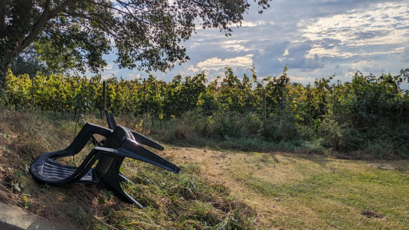 weinbergmitstuhl.jpg
